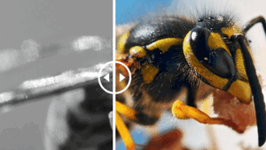 [Fixed*] Before and After Image Slider Pro v.1.4 [By Essential Plugin]